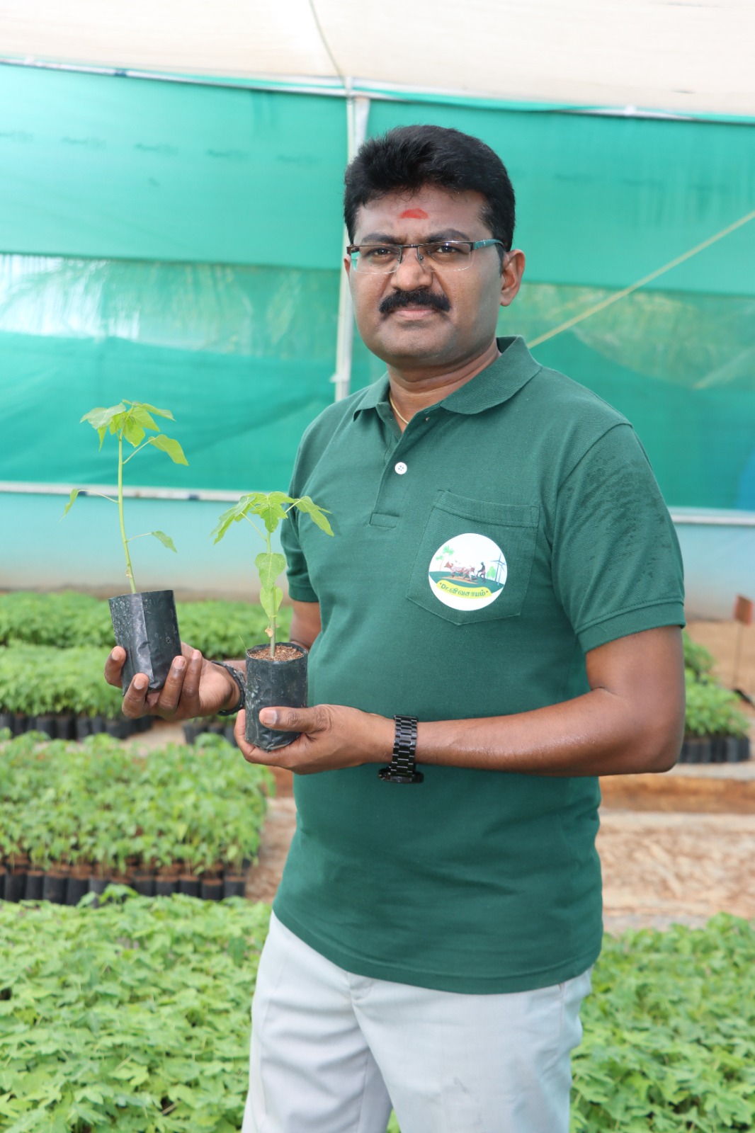 Banana Plant