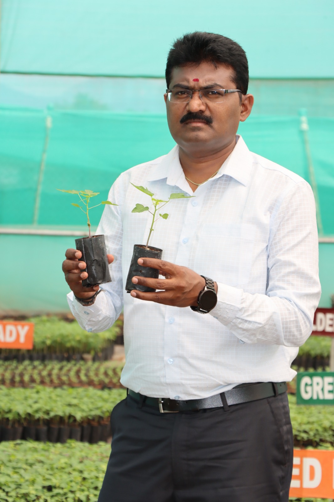 Sapling
