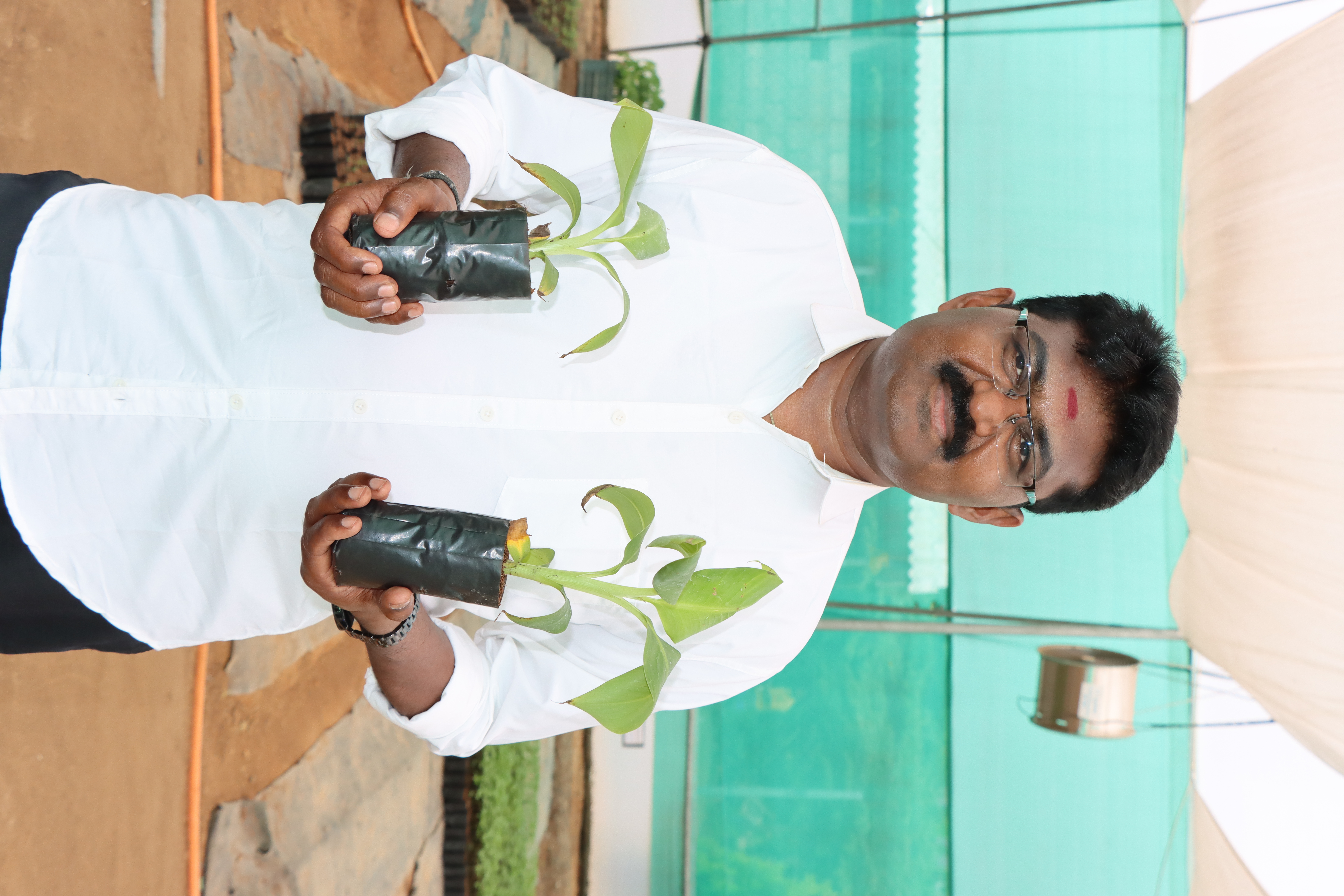 Papaya Plant