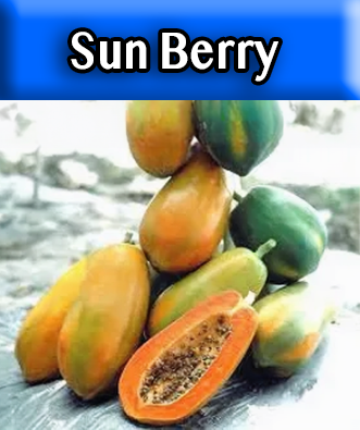 Sun Berry Papaya