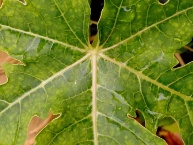 Magnesium Deficiency Symptoms in Papaya Plants: Causes, Effects, and Solutions