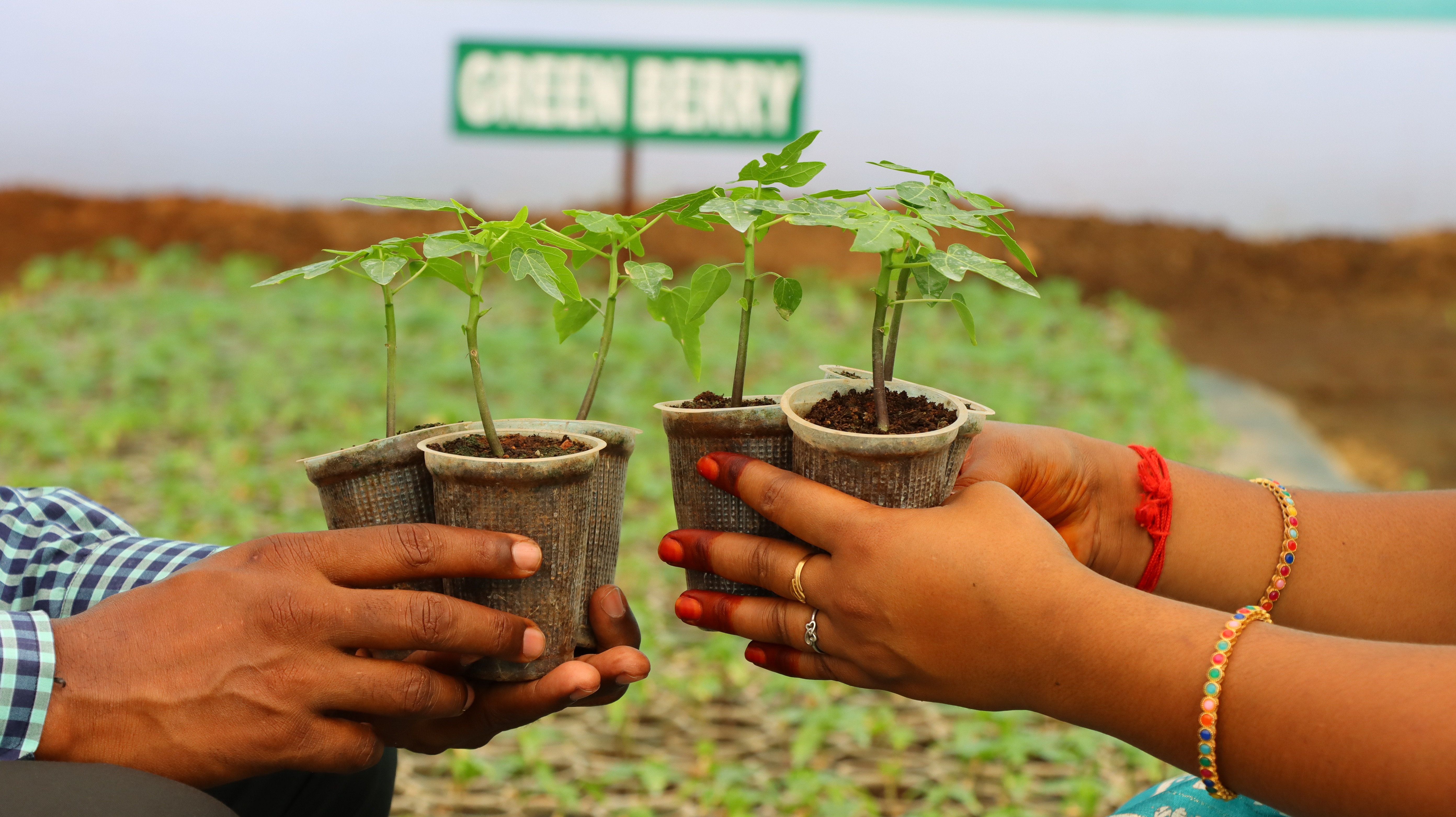 Fertilizer Management in Papaya Cultivation