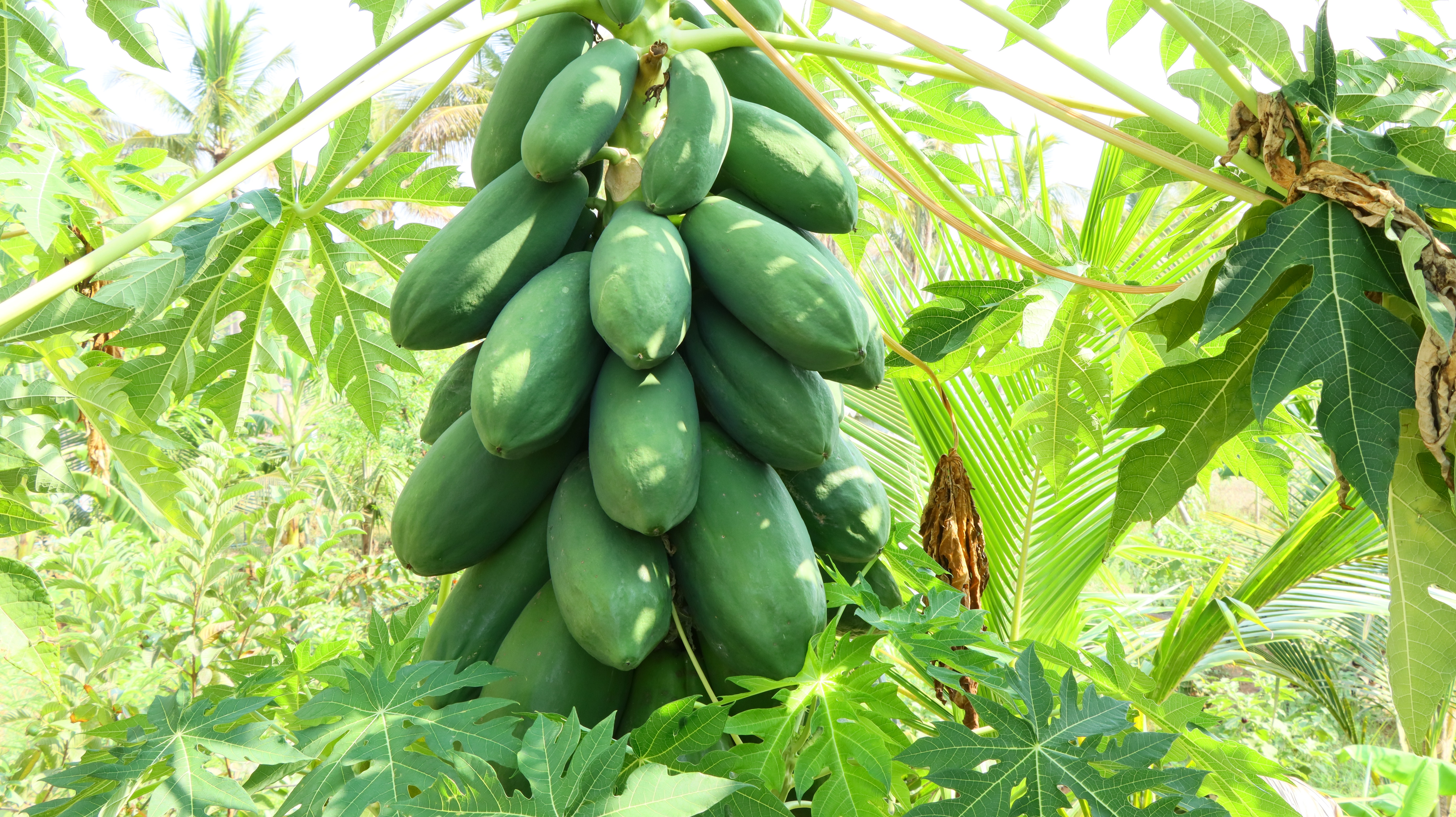 Micronutrient Management in Papaya Cultivation